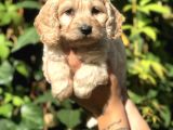 Dizayn Irk Maltıpoo Yavrularımız