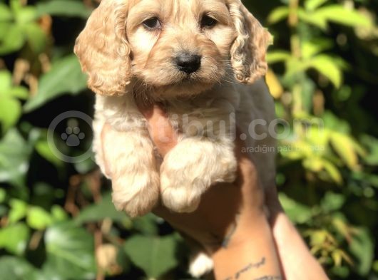 Dizayn Irk Maltıpoo Yavrularımız görsel