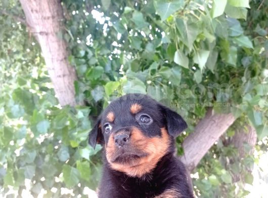Dişi Rottweiler Yavrular görsel
