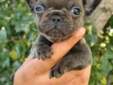Yavru French Bulldog