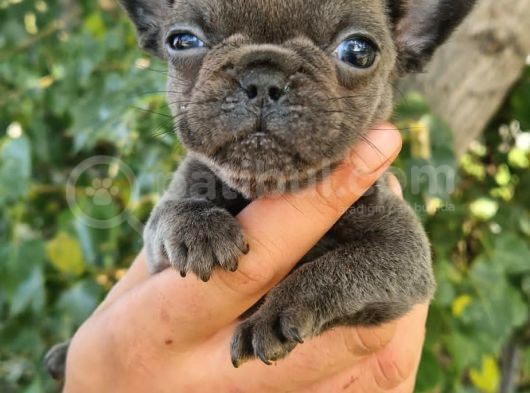 Yavru French Bulldog görsel