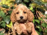 Orjinal Maltıpoo