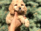 Özel Üretim Dizayn Irk Maltıpoo Yavrular