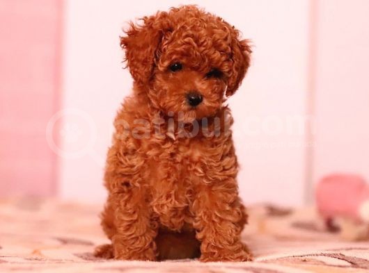 Xxs Poodle Yavrular En İyi̇ Görsel