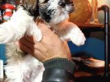 Show Kalite Shıh Tzu Yavrular