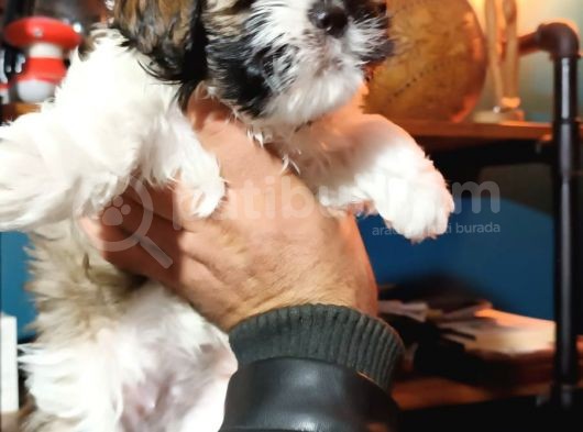 Show Kalite Shıh Tzu Yavrular görsel