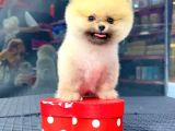 2.5 Aylık Erkek Ve Dişi Pomeranian Yavrular