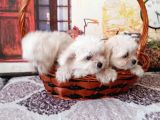 Maltese Terrier Yavrular