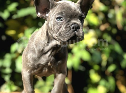 Egzotik Blue Frenchbulldog görsel