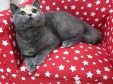 Ipek Tüylü Kızlarımız British Shorthair Yeni Ailelerini Bekliyor