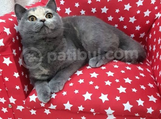 Ipek Tüylü Kızlarımız British Shorthair Yeni Ailelerini Bekliyor görsel