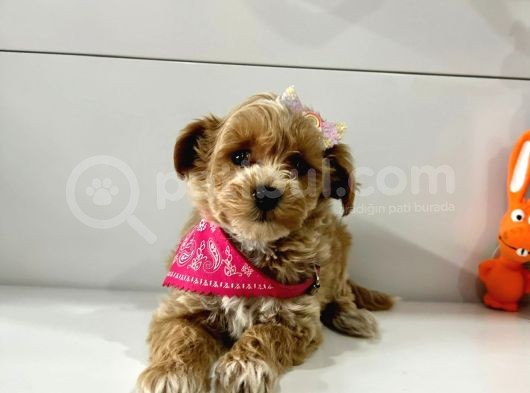 Orji̇nal Malti̇po Yavrular görsel