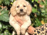 Secereli Anne Babadan Maltıpoo yavrular