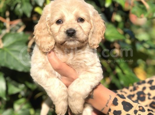 Secereli Anne Babadan Maltıpoo Yavrular