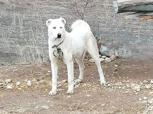 Akbaş Yavruları görsel