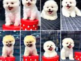 2.5 Aylık Erkek Ve Dişi Pomeranian Yavrular