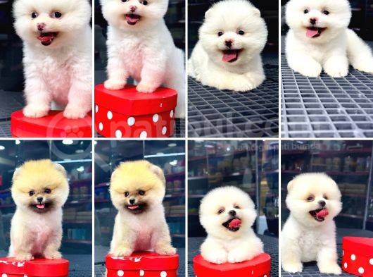 2.5 Aylık Erkek Ve Dişi Pomeranian Yavrular görsel
