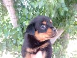 Dişi Rottweiler Yavrular