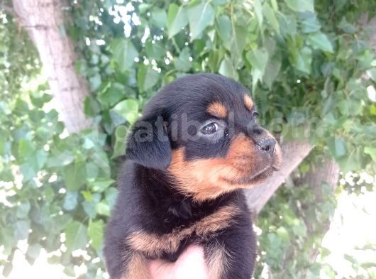 Dişi Rottweiler Yavrular görsel