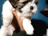 Show Kalite Shıh Tzu Yavrular