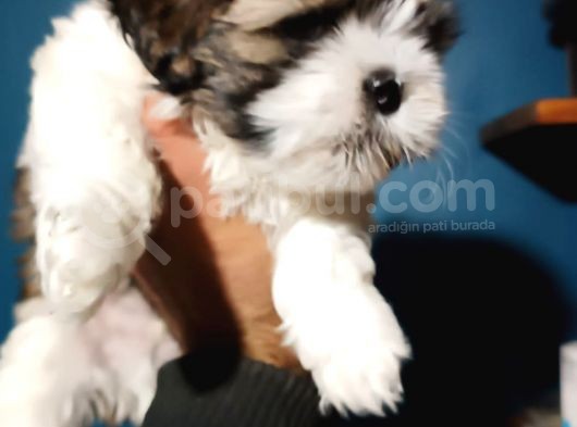 Show Kalite Shıh Tzu Yavrular