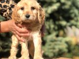 Özel Cockapoo Yavrular