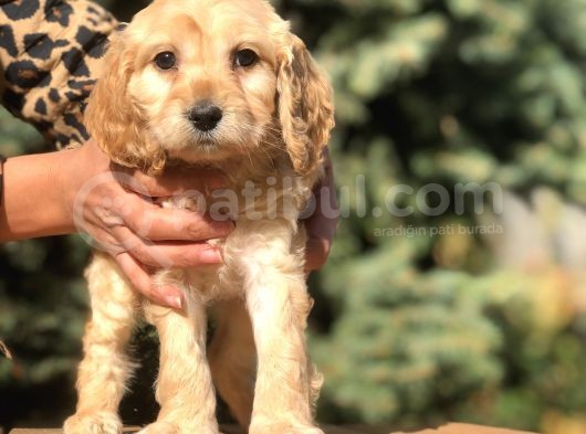 Özel Cockapoo Yavrular görsel