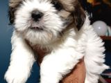 Show Kalite Shıh Tzu Yavrular