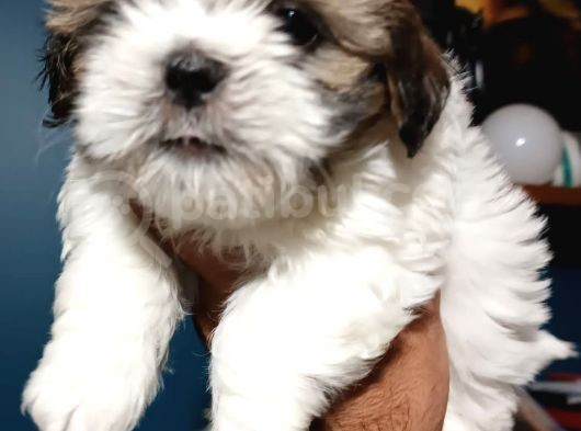 Show Kalite Shıh Tzu Yavrular görsel