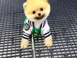 2.5 Aylık Erkek Pomeranian Yavrular
