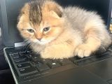 Scottish Fold Ve Longhair Yavrular 2 Aylik