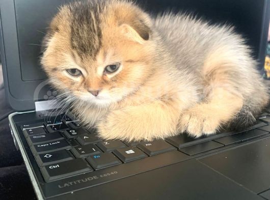 Scottish Fold Ve Longhair Yavrular 2 Aylik görsel