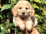 Dizayn Irk Maltıpoo Yavrularımız