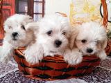 Maltese Terrier Yavrular
