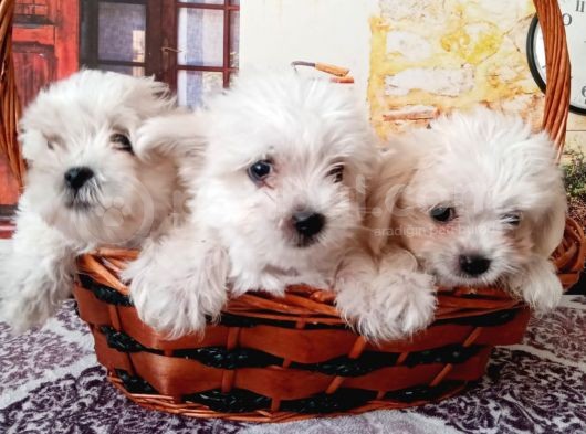Maltese Terrier Yavrular