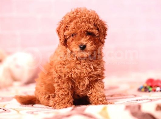 Xxs Poodle Yavrular En İyi̇ Görsel görsel