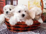 Maltese Terrier Yavrular