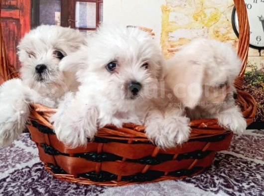 Maltese Terrier Yavrular görsel