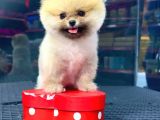 2,5 Aylık Erkek Ve Dişi Pomeranian Yavrular