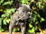 Egzotik Blue Frenchbulldog