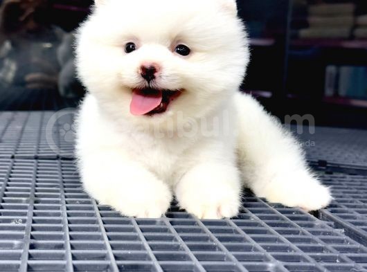 2,5 Aylık Erkek Ve Dişi Pomeranian Yavrular görsel