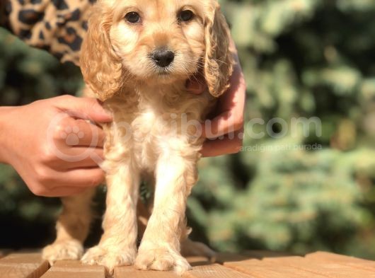 Özel Cockapoo Yavrular görsel