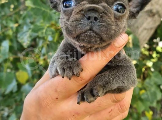 Yavru French Bulldog görsel