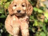 Babyface Maltıpoo