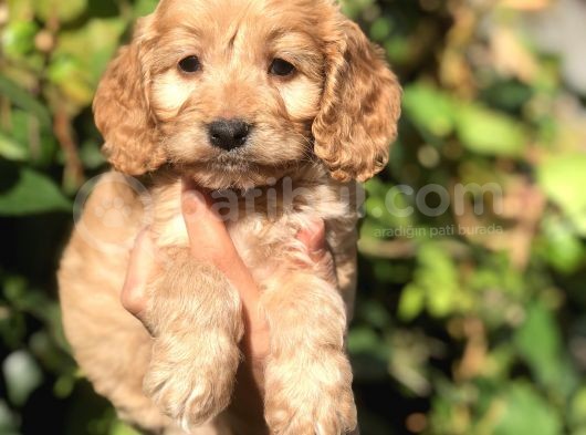 Babyface Maltıpoo görsel