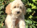 Latte Renk Maltıpoo