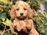 Orjinal Maltıpoo