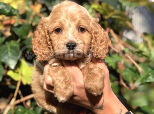 Orjinal Maltıpoo görsel