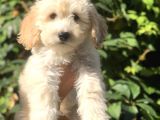 Latte Renk Maltıpoo