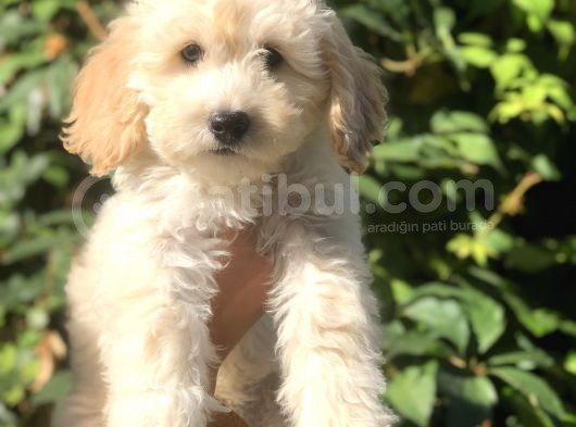 Latte Renk Maltıpoo